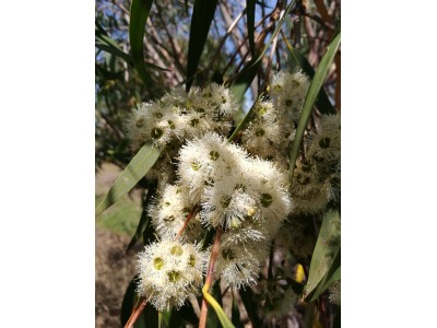 Eucalyptus fastigata Eucalyptus fastigata